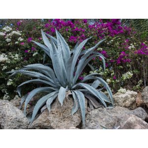 Agáva americká (Agave americana) - výška 10-15 cm, Ø 20-30 cm, kont. C6L (-10°C)